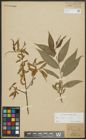 Foto von Salix alba L.
